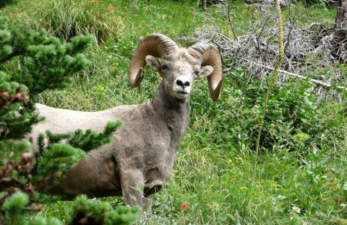 Secluded Lodge Rental for Large Groups in Lewis and Clark National Forest, Montana - Foto 25