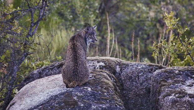 Un lince ibérico en la Sierra de Andújar