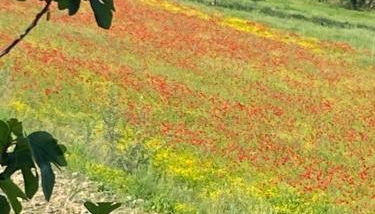 Adamasseria - Foto 5