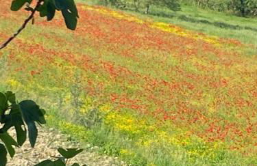 Adamasseria - Foto 5