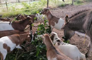 Zurück zur Natur - Urlaub im Zirkuswagen, Sommeratelier oder Schindelwagen - Foto 21