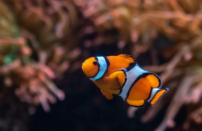 Billet pour l'Aquarium of The Pacific - Photo 2