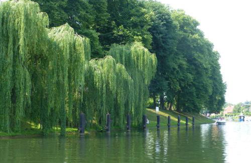 Altes Fischerhaus - Foto 45