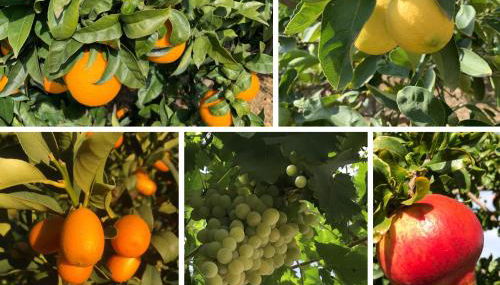 Casa Grande by Rosas Cantares - Foto 3, Garden