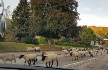 Ferienwohnung Tannenballett im Schwarzwald - Foto 48