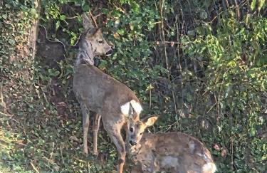 Ferienwohnung Lux - Foto 12