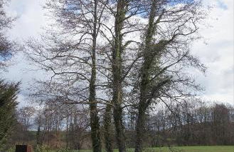 Arrowwood Self Catering (Wagtail and Nuthatch) - Foto 39