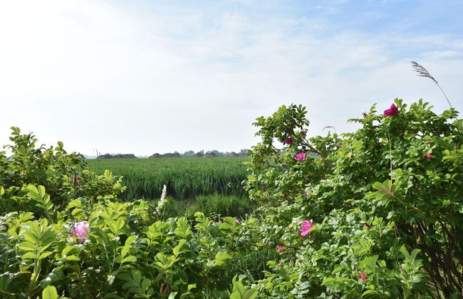 Seaside Villa With Garden - Foto 15