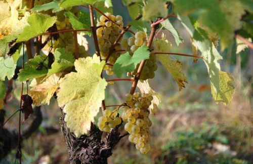 Cottage du vigneron - Foto 6