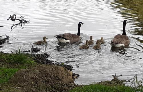 Petite maison Normande - Foto 28