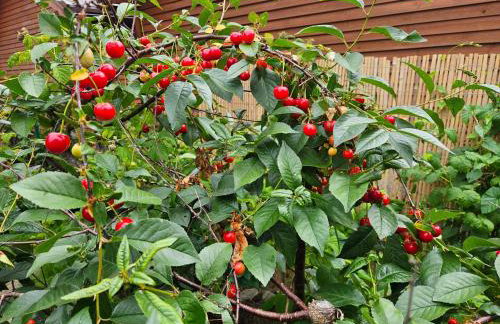 STEGNA House- Domek letniskowy - Photo 38