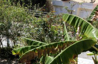 Studios Koukis - Photo 39