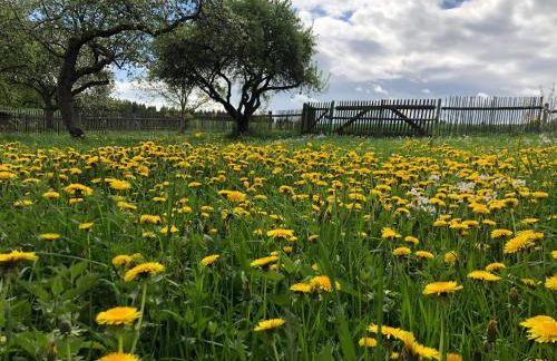 Pension 'Am Vogelherd' - Foto 10