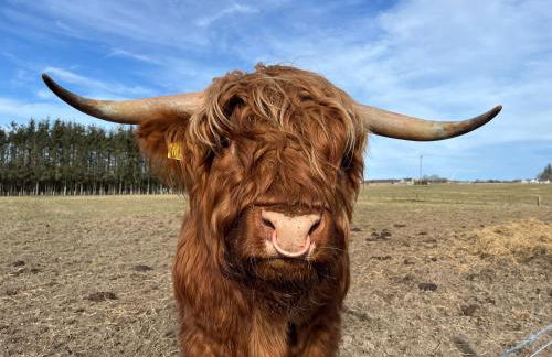 The Wee Heilan' Dram - Foto 37