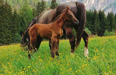 Steinwandterhof - Foto 25