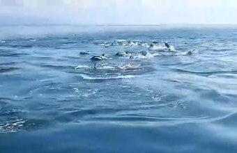 Alugo barco intermarine 440 - Foto 13