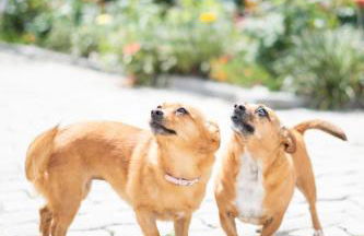 Sousa Horizonte - Louredo - Foto 71