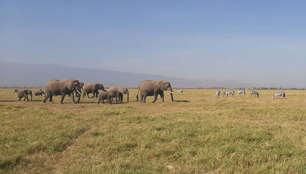 Cebras y elefantes en el parque
