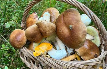 Domek na Skarpie nr 1 Łutynowo gmina Olsztynek - Foto 25