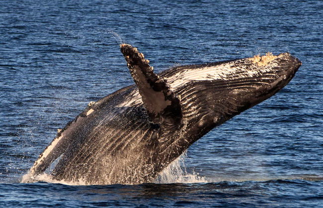 Whale Watching Catamaran Trip - Foto 7