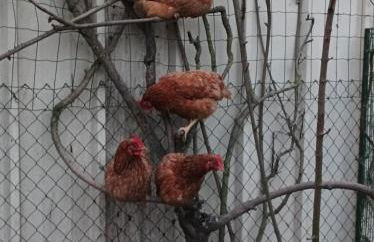 Logis de LANGE studio 2 p - Foto 36