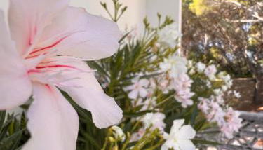 A casa di Ludo - Foto 4, Garden