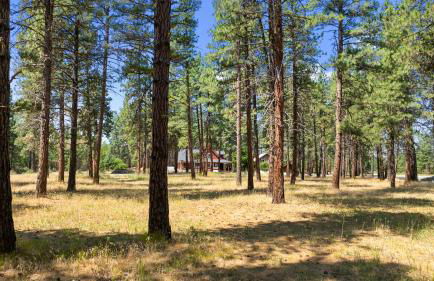 Forest Escape - Foto 42