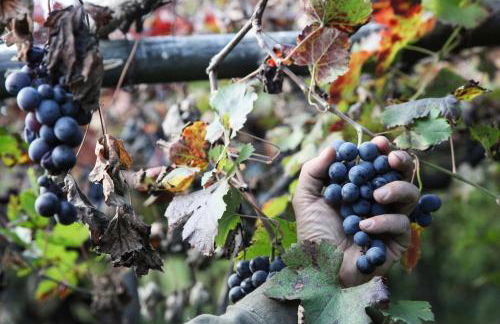 Melina's House - Foto 36