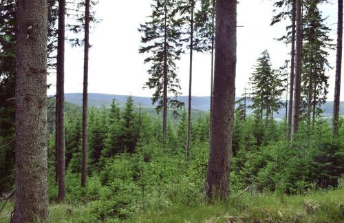 Ferienhaus in Möhrenbach über 2 Etagen - Foto 36