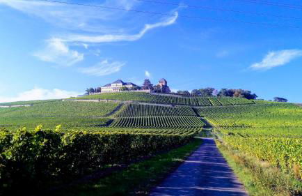 Rheingauzeit - Foto 18