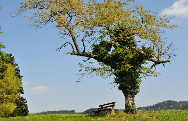 Pleasant Apartment in Zell am Harmersbach - Foto 27