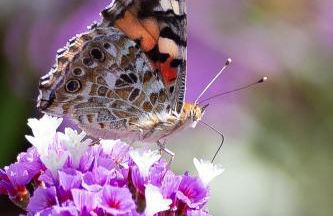 relaxing holiday in Sardinia - Matafaluga apartment - Foto 42