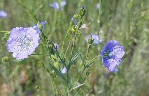 Gîte, Le Séchoir à Lin demeure de charme - Foto 7