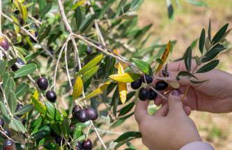 Agriturismo La Collina - Foto 56
