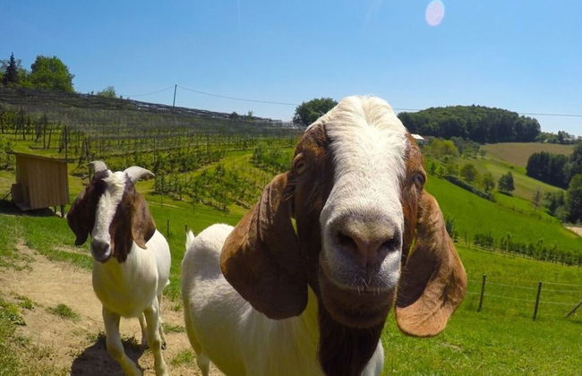 Apartment in St. Stefan im Rosental - Foto 16