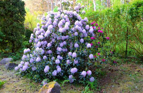 Leśniczówka Białogóra & jacuzzi - Foto 10