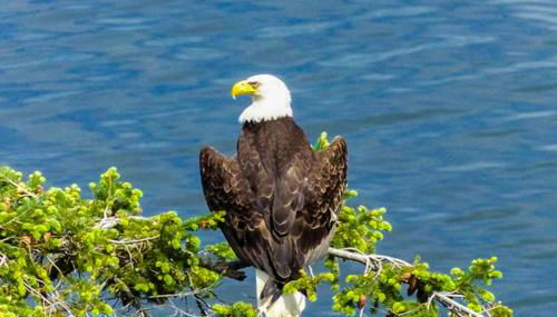 Eagles' Oceanview - Photo 2