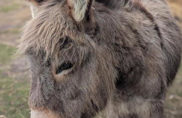 Ferienhof Ekenhoff - Photo 76