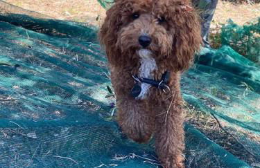 Agriturismo La Terrazza su Farfa - Foto 73