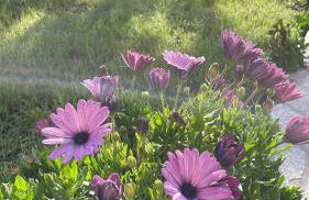 O Fogar da Fonte - Foto 9