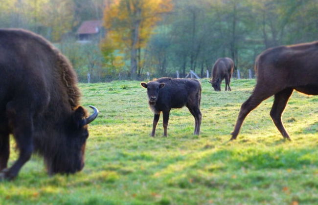 Lovely Apartment in Bad Driburg - Foto 2