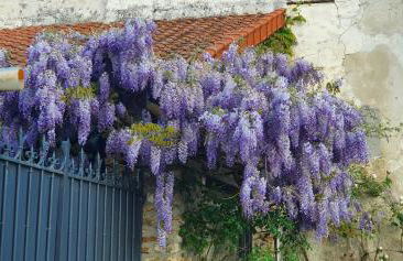 Maison lumineuse dans un cadre verdoyant - Foto 13