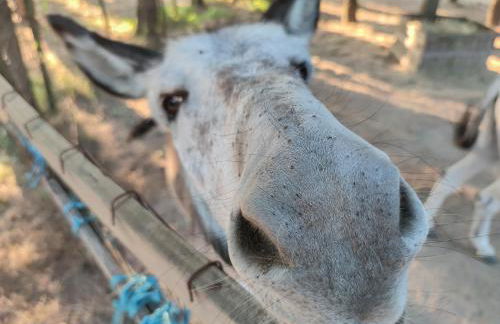 River View ate Terrus Winery - Foto 10