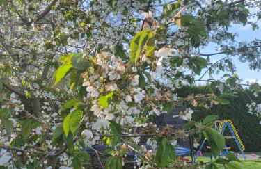 Anni's Waldblick - Foto 16