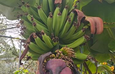 El Alpendre- Entre plataneras, a 10 minutos playa - Foto 23