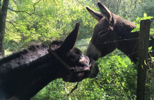 Le gîtânes de la grotte au lion - Foto 8