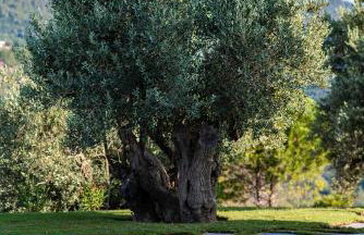 Stargaze Villas - Foto 52