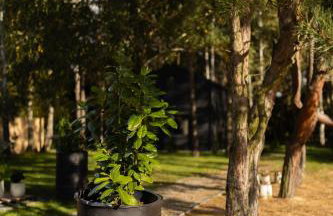 Jemioła Chaty Niedźwiady Małe - Foto 11