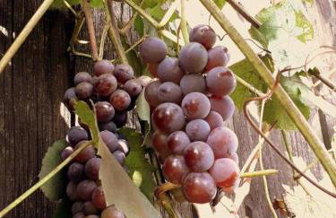 Pokoje. Apartament w Oklinach - Foto 15