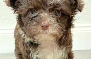 Fewo in sonniger Lage in Sagard - Foto 4